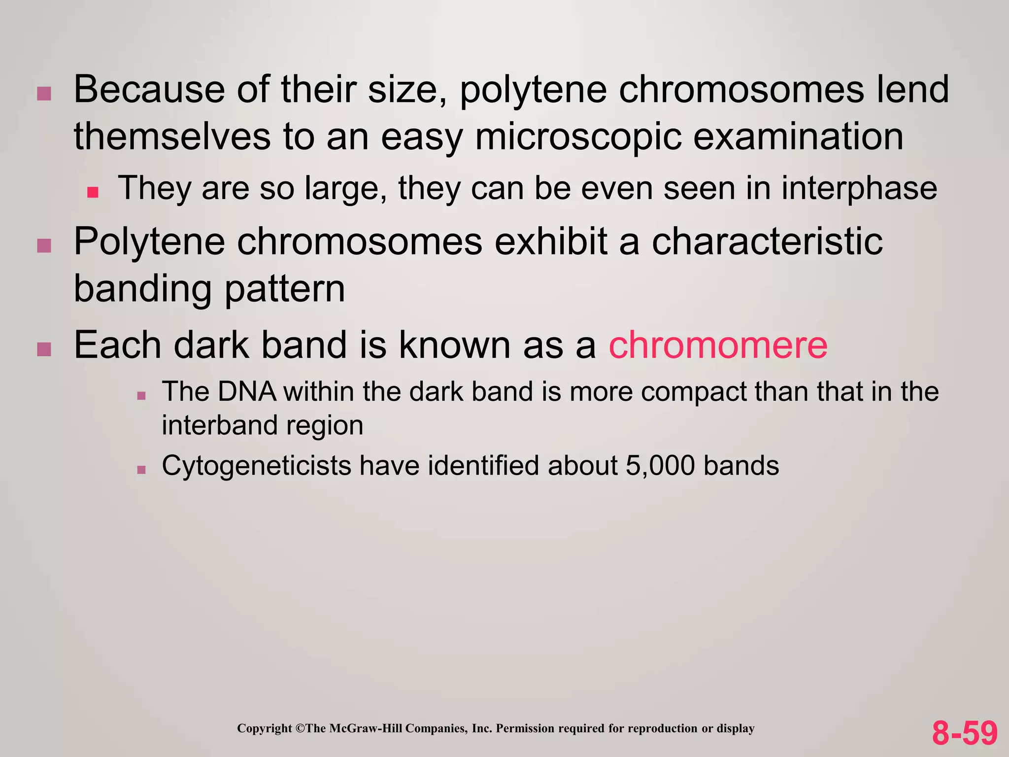 8-59
Copyright ©The McGraw-Hill Companies, Inc. Permission required for reproduction or display
 Because of their size, polytene chromosomes lend
themselves to an easy microscopic examination
 They are so large, they can be even seen in interphase
 Polytene chromosomes exhibit a characteristic
banding pattern
 Each dark band is known as a chromomere
 The DNA within the dark band is more compact than that in the
interband region
 Cytogeneticists have identified about 5,000 bands
 