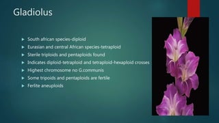 Gladiolus
 South african species-diploid
 Eurasian and central African species-tetraploid
 Sterile triploids and pentaploids found
 Indicates diploid-tetraploid and tetraploid-hexaploid crosses
 Highest chromosome no G.communis
 Some tripoids and pentaploids are fertile
 Ferlite aneuploids
 