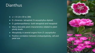 Dianthus
 x = 15 (2n=30 to 180)
 D. chinensis- tetraploid; D.caryophyllus-diploid
 D. gratianopolitanus- both tetraploid and hexaploid
 Many desirable plant characteristics related to plant
ploidy levels
 Mixoploidy in several organs from D. caryophyllus
 Positive correlation between endopolyploidy, cell and
petal size
 