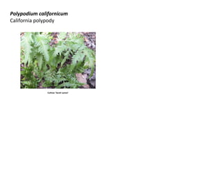 Polypodium californicum
California polypody

Cultivar ‘Sarah Lyman’

 