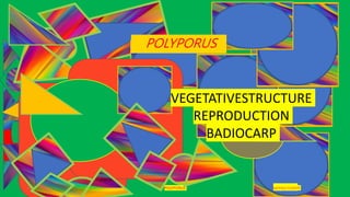 29-01-2021 POLYPORUS SADHNA PANDEY
POLYPORUS
VEGETATIVESTRUCTURE
REPRODUCTION
BADIOCARP
 