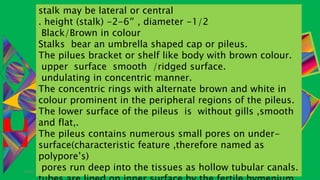 29-01-2021 POLYPORUS SADHNA PANDEY
stalk may be lateral or central
. height (stalk) -2-6″ , diameter -1/2
Black/Brown in colour
Stalks bear an umbrella shaped cap or pileus.
The pilues bracket or shelf like body with brown colour.
upper surface smooth /ridged surface.
undulating in concentric manner.
The concentric rings with alternate brown and white in
colour prominent in the peripheral regions of the pileus.
The lower surface of the pileus is without gills ,smooth
and flat,.
The pileus contains numerous small pores on under-
surface(characteristic feature ,therefore named as
polypore’s)
pores run deep into the tissues as hollow tubular canals.
 