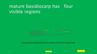 29-01-2021 POLYPORUS SADHNA PANDEY
DIAGRAMATIC REPRESENTATION OF VERTICAL SECTION OF BASIDIOCARP
mature basidiocarp has four
visible regions
 