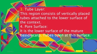 29-01-2021 POLYPORUS SADHNA PANDEY
3. Tube Layer:
This region consists of vertically placed
tubes attached to the lower surface of
the context.
4. Pore Surface:
It is the lower surface of the mature
basidiocarp. Tubes open at this surface.
 