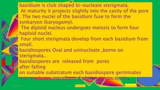 29-01-2021 POLYPORUS SADHNA PANDEY
basidium is club shaped bi-nucleate sterigmata.
At maturity it projects slightly into the cavity of the pore
. The two nuclei of the basidium fuse to form the
synkaryon (karyogamy).
The diploid nucleus undergoes meiosis to form four
haploid nuclei.
Four short sterigmata develop from each basidium from
small.
basidiospores Oval and uninucleate ,borne on
sterigmata..
basidiospores are released from pores
after falling
on suitable substratum each basidiospore germinates
into a primary mycelium of plus or minus strain.
 