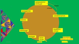 DIKARYOTIC
HYPHAE
29-01-2021 POLYPORUS SADHNA PANDEY
BASIDI
OCARP
BASIDIOSPORE
BASIDIUM
MEIOSIS
KARYOGAMY
MONOKARYOTIC
MYCELIUM
+STRAIN
+DIKARYOTIZATION
- STRAIN
POLYPORUS
GRAPHIC LIFE CYCLE
 