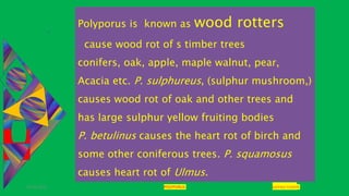 29-01-2021 POLYPORUS SADHNA PANDEY
Polyporus is known as wood rotters
cause wood rot of s timber trees
conifers, oak, apple, maple walnut, pear,
Acacia etc. P. sulphureus, (sulphur mushroom,)
causes wood rot of oak and other trees and
has large sulphur yellow fruiting bodies
P. betulinus causes the heart rot of birch and
some other coniferous trees. P. squamosus
causes heart rot of Ulmus.
 