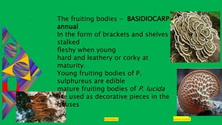 29-01-2021 POLYPORUS SADHNA PANDEY
The fruiting bodies - BASIDIOCARP
annual
In the form of brackets and shelves
stalked
fleshy when young
hard and leathery or corky at
maturity.
Young fruiting bodies of P.
sulphureus are edible
mature fruiting bodies of P. lucida
are used as decorative pieces in the
houses
 