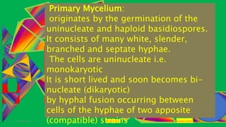 29-01-2021 POLYPORUS SADHNA PANDEY
Primary Mycelium:
originates by the germination of the
uninucleate and haploid basidiospores.
It consists of many white, slender,
branched and septate hyphae.
The cells are uninucleate i.e.
monokaryotic
It is short lived and soon becomes bi-
nucleate (dikaryotic)
by hyphal fusion occurring between
cells of the hyphae of two apposite
(compatible) strains
 