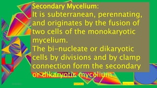 29-01-2021 POLYPORUS SADHNA PANDEY
Secondary Mycelium:
It is subterranean, perennating,
and originates by the fusion of
two cells of the monokaryotic
mycelium.
The bi-nucleate or dikaryotic
cells by divisions and by clamp
connection form the secondary
or dikaryotic mycelium
 