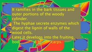 29-01-2021 POLYPORUS SADHNA PANDEY
It ramifies in the bark tissues and
outer portions of the woody
cylinder.
The hyphae secrete enzymes which
digest the lignin of walls of the
wood cells.
Later it develops into the fruiting
bodies called basidiocarps.
 