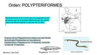 Recientemente se le conoce así a un pequeño grupo
de peces que se encuentra distribuido por las aguas
dulces de África tropical y cuencas del río Nilo.
El grupo de los Polypteriformes integra una sola familia
denominada Polypteridae con dos géneros:
Erpetoichthys y Polypterus con 13 especies, sumando
un total de 14 especies.
Orden: POLYPTERIFORMES
Erpetoichthys
Polypterus https://bit.ly/3bxljlC https://bit.ly/2QOr6LW
https://bit.ly/3bwqOkv
Alumno: Liam Q.D.
 