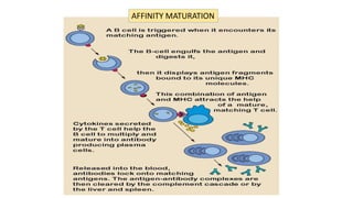 (POLYREACTIVE ANTIBODIES IN HEALTH AND DISEASE).pptx