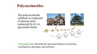 The polysaccharide
cellulose is composed
of glucose units
connected by β-1,4-
glycosidic bonds.
Polysaccharides
Learning Goal Describe the structural features of amylose,
amylopectin, glycogen, and cellulose.
 