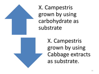 X. Campestris
grown by using
carbohydrate as
substrate
X. Campestris
grown by using
Cabbage extracts
as substrate.
10
 