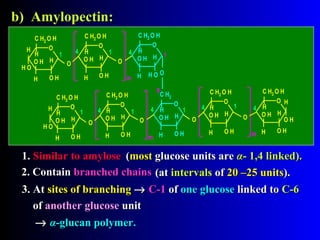 b) Amylopectin:b) Amylopectin:
1.1. SSimilar to amyloseimilar to amylose
2. Contain2. Contain brbranched chainsanched chains
3. At3. At sites of branchingsites of branching →→ C-1C-1 ofof one glucoseone glucose linked tolinked to C-6C-6
ofof anotheranother glucoseglucose unitunit
(at(at intervalsintervals ofof 20 –25 units20 –25 units))..
((mostmost glucose units areglucose units are αα- 1,4 linked- 1,4 linked))..
→→ αα-glucan polymer-glucan polymer..
O
m
C H2 O H
O H
O H
H
H
H
O
C H2 O H
O H
O H
H
H
H
O
O
C H2
O H
O H
H
H
H
O O H
HO
m
C H2 O H
O H
O H
H
H
H
O
O
C H2 O H
O H
O H
H
H
H
H
H O
O
C H2 O H
O H H
H
H
O
O
m
C H2 O H
O H
O H
H
H
O
O
C H2 O H
O H
O H
H
H
H
H
O
H O
H O
1 1
1
14 4
4
4
6
11 14
O
H
4
 