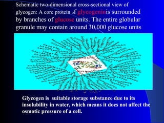 Schematic two-dimensional cross-sectional view of
glycogen: A core protein of glycogeninis surrounded
by branches of glucose units. The entire globular
granule may contain around 30,000 glucose units
Glycogen is suitable storage substance due to its
insolubility in water, which means it does not affect the
osmotic pressure of a cell.
 