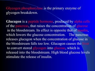 Glycogen phosphorylase is the primary enzyme of
glycogen breakdown.
Glucagon is a peptide hormone, produced by alpha cells
of the pancreas, that raises the concentration of glucose
in the bloodstream. Its effect is opposite that of insulin,
which lowers the glucose concentration. The pancreas
releases glucagon when the concentration of glucose in
the bloodstream falls too low. Glucagon causes the liver
to convert stored glycogen into glucose, which is
released into the bloodstream. High blood glucose levels
stimulate the release of insulin.
 