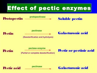 Effect of pectic enzymes
Protopectin
Pectin
Pectic acid
protopectinase
Soluble pectin
pectinase
Galacturonic acid
(Deesterification and hydrolysis)
Pectin Pectic or pectinic acid
pectase enzyme
(Partial or complete deesterification)
pectinase
Galacturonic acid
 