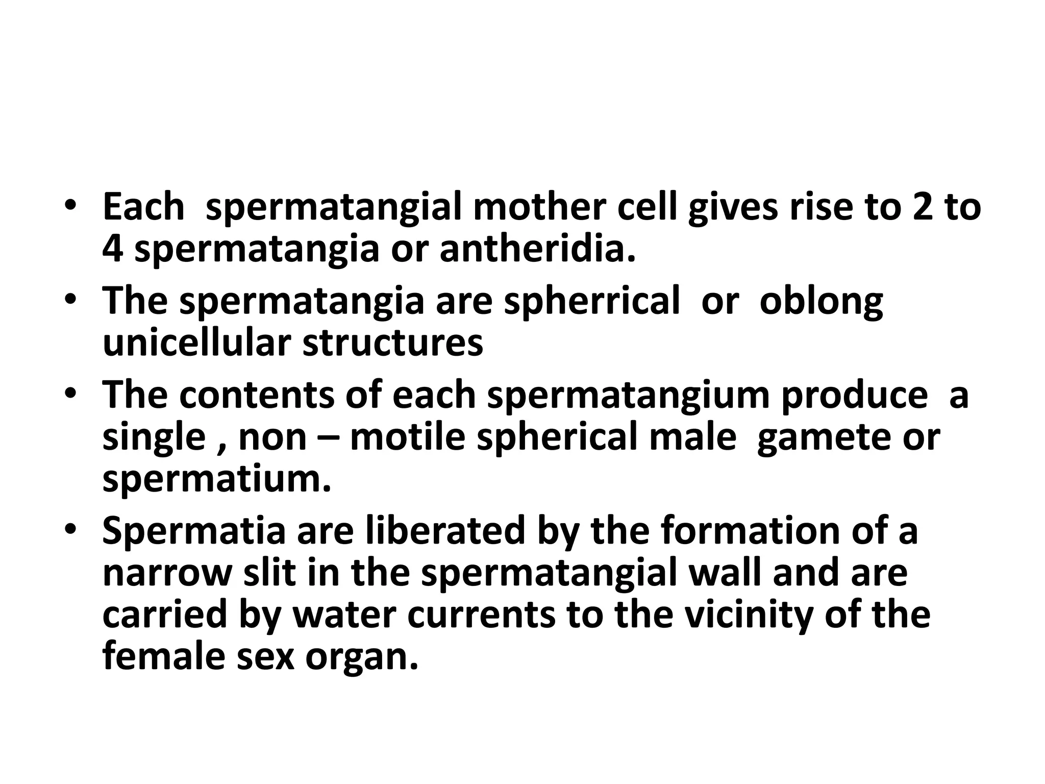 General Characters of Rhodophyceae & Life Cycle of Polysiphonia SMG | PPTX