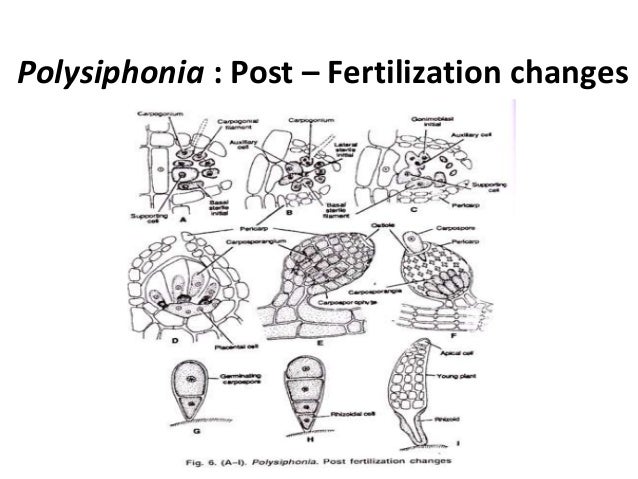 General Characters Of Rhodophyceae Life Cycle Of Polysiphonia S