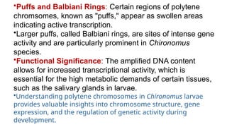 •Puffs and Balbiani Rings: Certain regions of polytene
chromsomes, known as "puffs," appear as swollen areas
indicating active transcription.
•Larger puffs, called Balbiani rings, are sites of intense gene
activity and are particularly prominent in Chironomus
species.​
•Functional Significance: The amplified DNA content
allows for increased transcriptional activity, which is
essential for the high metabolic demands of certain tissues,
such as the salivary glands in larvae.
•Understanding polytene chromosomes in Chironomus larvae
provides valuable insights into chromosome structure, gene
expression, and the regulation of genetic activity during
development.
 