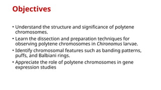 Objectives
• Understand the structure and significance of polytene
chromosomes.
• Learn the dissection and preparation techniques for
observing polytene chromosomes in Chironomus larvae.
• Identify chromosomal features such as banding patterns,
puffs, and Balbiani rings.
• Appreciate the role of polytene chromosomes in gene
expression studies
 