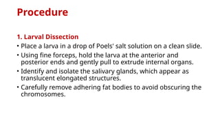 Procedure
1. Larval Dissection
• Place a larva in a drop of Poels' salt solution on a clean slide.
• Using fine forceps, hold the larva at the anterior and
posterior ends and gently pull to extrude internal organs.
• Identify and isolate the salivary glands, which appear as
translucent elongated structures.
• Carefully remove adhering fat bodies to avoid obscuring the
chromosomes.​
 
