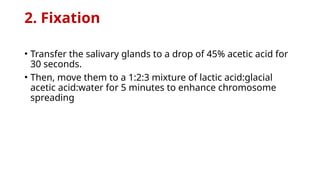 2. Fixation
• Transfer the salivary glands to a drop of 45% acetic acid for
30 seconds.
• Then, move them to a 1:2:3 mixture of lactic acid:glacial
acetic acid:water for 5 minutes to enhance chromosome
spreading
 