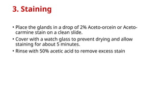 3. Staining
• Place the glands in a drop of 2% Aceto-orcein or Aceto-
carmine stain on a clean slide.
• Cover with a watch glass to prevent drying and allow
staining for about 5 minutes.
• Rinse with 50% acetic acid to remove excess stain
 