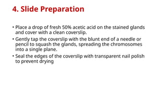 4. Slide Preparation
• Place a drop of fresh 50% acetic acid on the stained glands
and cover with a clean coverslip.
• Gently tap the coverslip with the blunt end of a needle or
pencil to squash the glands, spreading the chromosomes
into a single plane.
• Seal the edges of the coverslip with transparent nail polish
to prevent drying
 