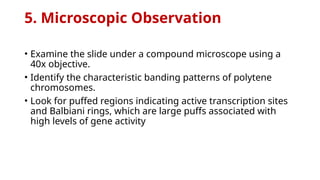 5. Microscopic Observation
• Examine the slide under a compound microscope using a
40x objective.
• Identify the characteristic banding patterns of polytene
chromosomes.
• Look for puffed regions indicating active transcription sites
and Balbiani rings, which are large puffs associated with
high levels of gene activity
 