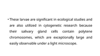 • These larvae are significant in ecological studies and
are also utilized in cytogenetic research because
their salivary gland cells contain polytene
chromosomes, which are exceptionally large and
easily observable under a light microscope.
 