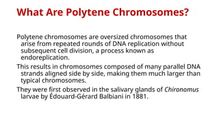 What Are Polytene Chromosomes?
Polytene chromosomes are oversized chromosomes that
arise from repeated rounds of DNA replication without
subsequent cell division, a process known as
endoreplication.
This results in chromosomes composed of many parallel DNA
strands aligned side by side, making them much larger than
typical chromosomes.
They were first observed in the salivary glands of Chironomus
larvae by Édouard-Gérard Balbiani in 1881.
 