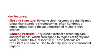 Key Features:
• Size and Structure: Polytene chromosomes are significantly
larger than standard chromosomes, often hundreds of
times longer, due to the accumulation of multiple DNA
strands.​
• Banding Patterns: They exhibit distinct alternating dark
and light bands, which correspond to regions of tightly and
loosely packed DNA, respectively. These patterns are
consistent and can be used to identify specific chromosomal
regions.
 