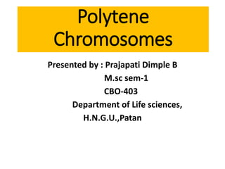 Polytene
Chromosomes
Presented by : Prajapati Dimple B
M.sc sem-1
CBO-403
Department of Life sciences,
H.N.G.U.,Patan
 