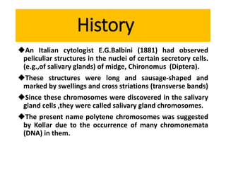 History
An Italian cytologist E.G.Balbini (1881) had observed
peliculiar structures in the nuclei of certain secretory cells.
(e.g.,of salivary glands) of midge, Chironomus (Diptera).
These structures were long and sausage-shaped and
marked by swellings and cross striations (transverse bands)
Since these chromosomes were discovered in the salivary
gland cells ,they were called salivary gland chromosomes.
The present name polytene chromosomes was suggested
by Kollar due to the occurrence of many chromonemata
(DNA) in them.
 