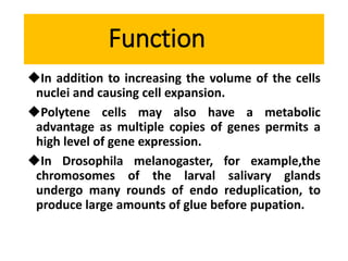 Function
In addition to increasing the volume of the cells
nuclei and causing cell expansion.
Polytene cells may also have a metabolic
advantage as multiple copies of genes permits a
high level of gene expression.
In Drosophila melanogaster, for example,the
chromosomes of the larval salivary glands
undergo many rounds of endo reduplication, to
produce large amounts of glue before pupation.
 