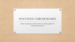 POLYTENE CHROMOSOMES
Study of polytene chromosomes in salivary glands of
Chironomous larvae
 