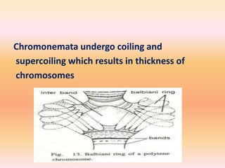 Chromonemata undergo coiling and
supercoiling which results in thickness of
chromosomes
 