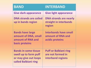 BAND INTERBAND
Give dark appearance Give light appearance
DNA strands are coiled
up in bands region
DNA strands are nearly
straight in interbands
region
Bands have large
amount of DNA, small
amount of RNA and
basic proteins
Interbands have small
amount of RNA and
acidic proteins
Bands in some tissue
swell up to form puff
or may give out loops
called Balbiani ring
Puff or Balbiani ring
are not formed in
interband regions
 