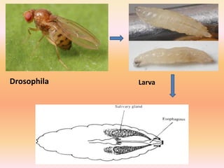 Drosophila Larva
 