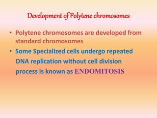 Development of Polytene chromosomes
• Polytene chromosomes are developed from
standard chromosomes
• Some Specialized cells undergo repeated
DNA replication without cell division
process is known as ENDOMITOSIS
 