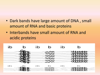 • Dark bands have large amount of DNA , small
amount of RNA and basic proteins
• Interbands have small amount of RNA and
acidic proteins
 
