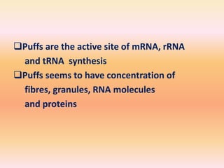 Puffs are the active site of mRNA, rRNA
and tRNA synthesis
Puffs seems to have concentration of
fibres, granules, RNA molecules
and proteins
 