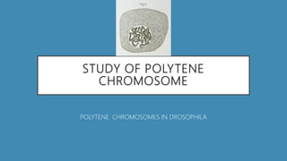 STUDY OF POLYTENE
CHROMOSOME
POLYTENE CHROMOSOMES IN DROSOPHILA
 