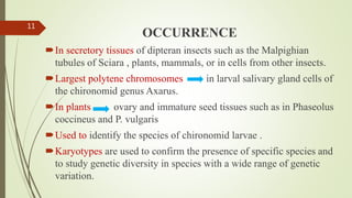 OCCURRENCE
In secretory tissues of dipteran insects such as the Malpighian
tubules of Sciara , plants, mammals, or in cells from other insects.
Largest polytene chromosomes in larval salivary gland cells of
the chironomid genus Axarus.
In plants ovary and immature seed tissues such as in Phaseolus
coccineus and P. vulgaris
Used to identify the species of chironomid larvae .
Karyotypes are used to confirm the presence of specific species and
to study genetic diversity in species with a wide range of genetic
variation.
11
 