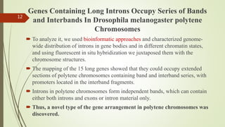 Genes Containing Long Introns Occupy Series of Bands
and Interbands In Drosophila melanogaster polytene
Chromosomes
 To analyze it, we used bioinformatic approaches and characterized genome-
wide distribution of introns in gene bodies and in different chromatin states,
and using fluorescent in situ hybridization we juxtaposed them with the
chromosome structures.
 The mapping of the 15 long genes showed that they could occupy extended
sections of polytene chromosomes containing band and interband series, with
promoters located in the interband fragments.
 Introns in polytene chromosomes form independent bands, which can contain
either both introns and exons or intron material only.
 Thus, a novel type of the gene arrangement in polytene chromosomes was
discovered.
12
 