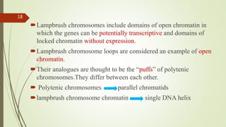 Lampbrush chromosomes include domains of open chromatin in
which the genes can be potentially transcriptive and domains of
locked chromatin without expression.
Lampbrush chromosome loops are considered an example of open
chromatin.
Their analogues are thought to be the “puffs” of polytenic
chromosomes.They differ between each other.
 Polytenic chromosomes parallel chromatids
lampbrush chromosome chromatin single DNA helix
18
 