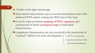  Visible in the light microscope
Each lateral loop contains one or several transcription units with
polarized RNP-matrix coating the DNA axis of the loop.
Used for high-resolution mapping of DNA sequences and
construction of detail cytological maps of individual
chromosomes.
Lampbrush chromosomes are also involved in the production of
“masked” mRNAs for early development 1. mRNAs are packaged
2. specific alterations of the
deoxyribonucleoprotein
20
 